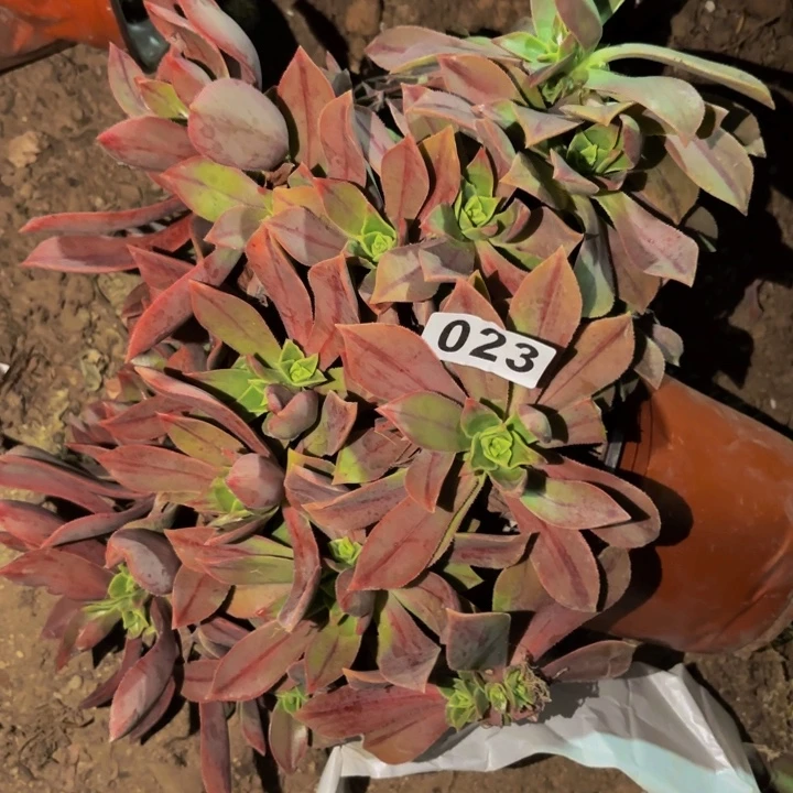 023红叶多肉植物不售后