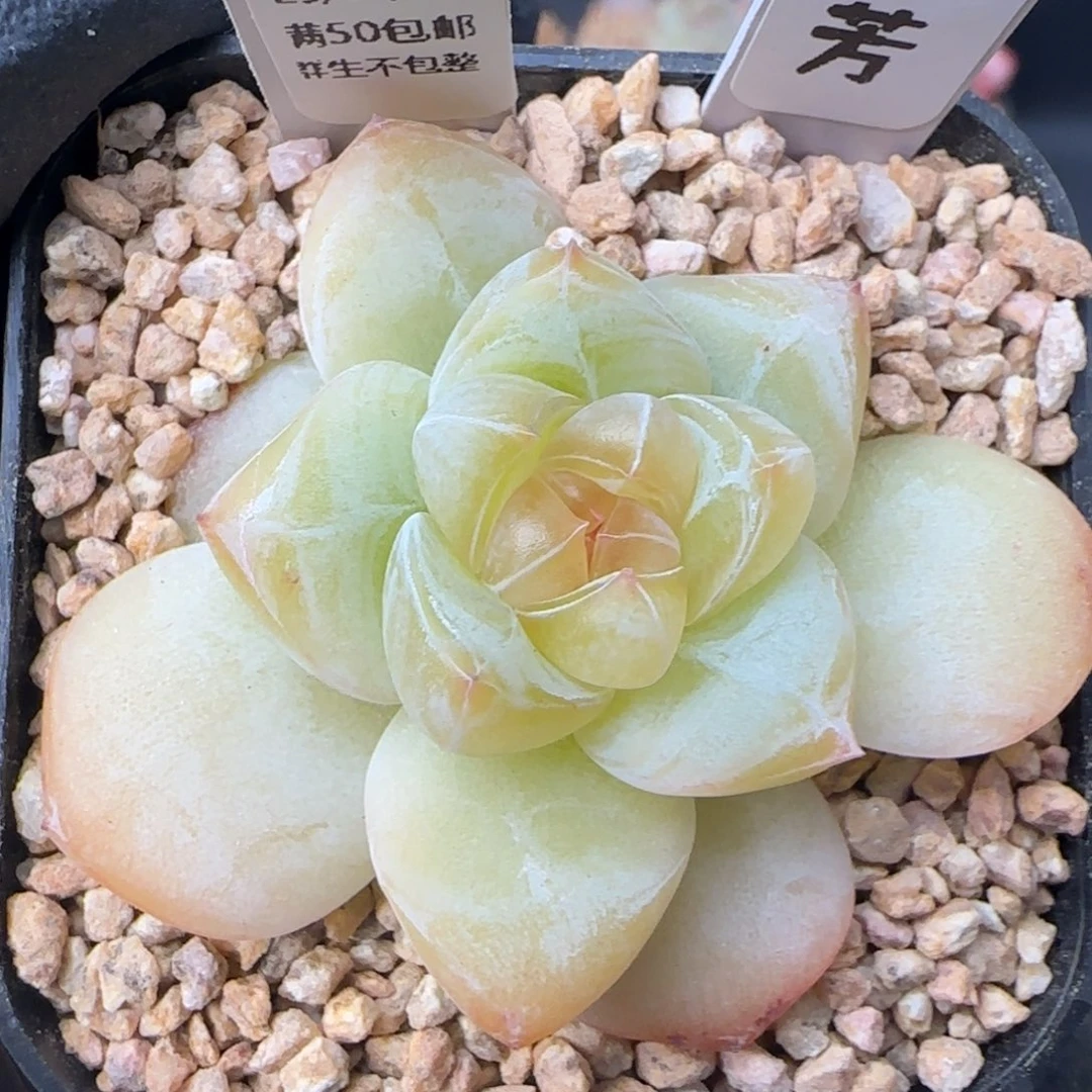 050   苏芳   5厘米盆