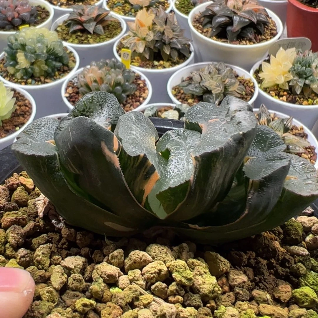 大绳玉扇锦1111111111111111