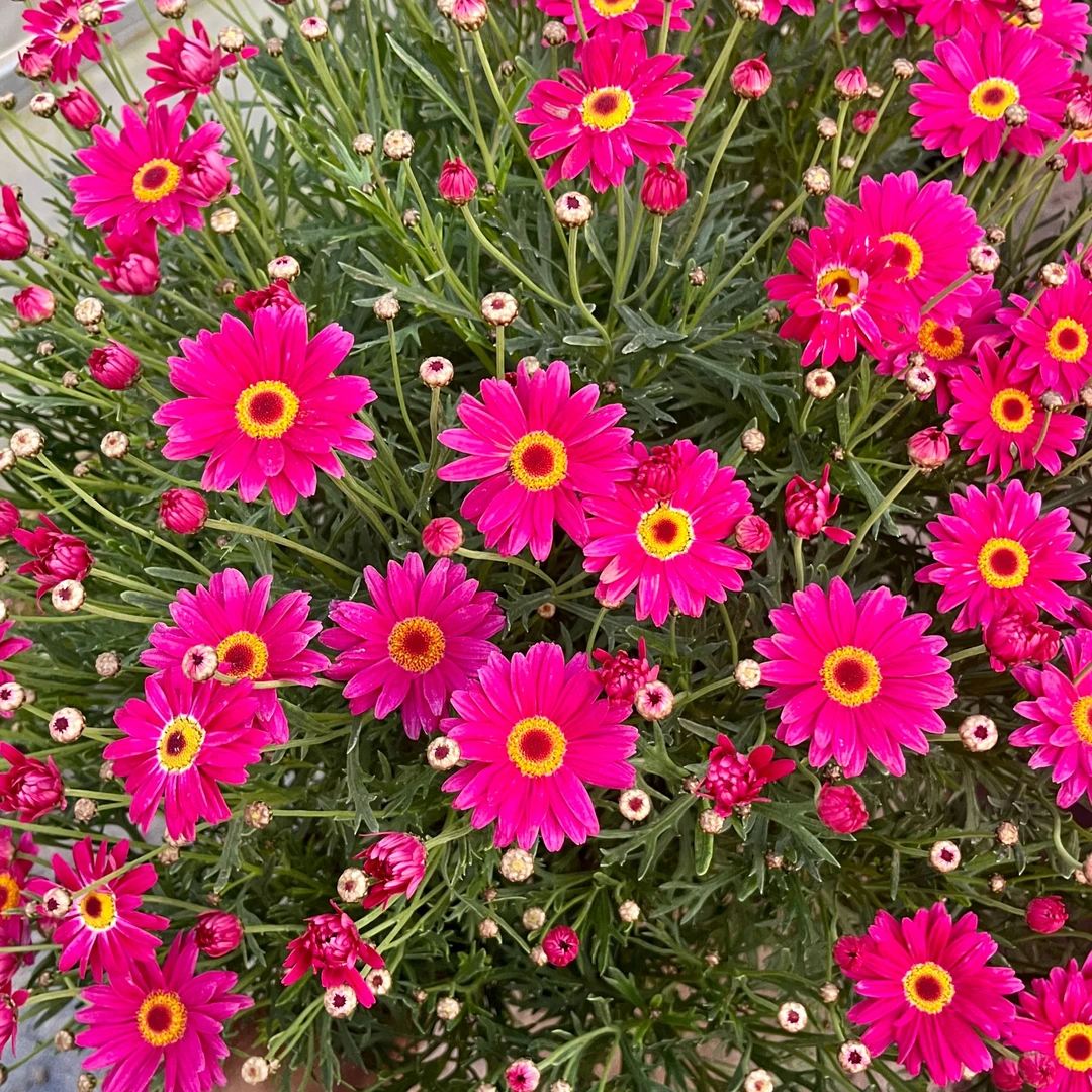 曼【玛格丽特】 花苞发货多年生植物庭院阳台爆花量大菊