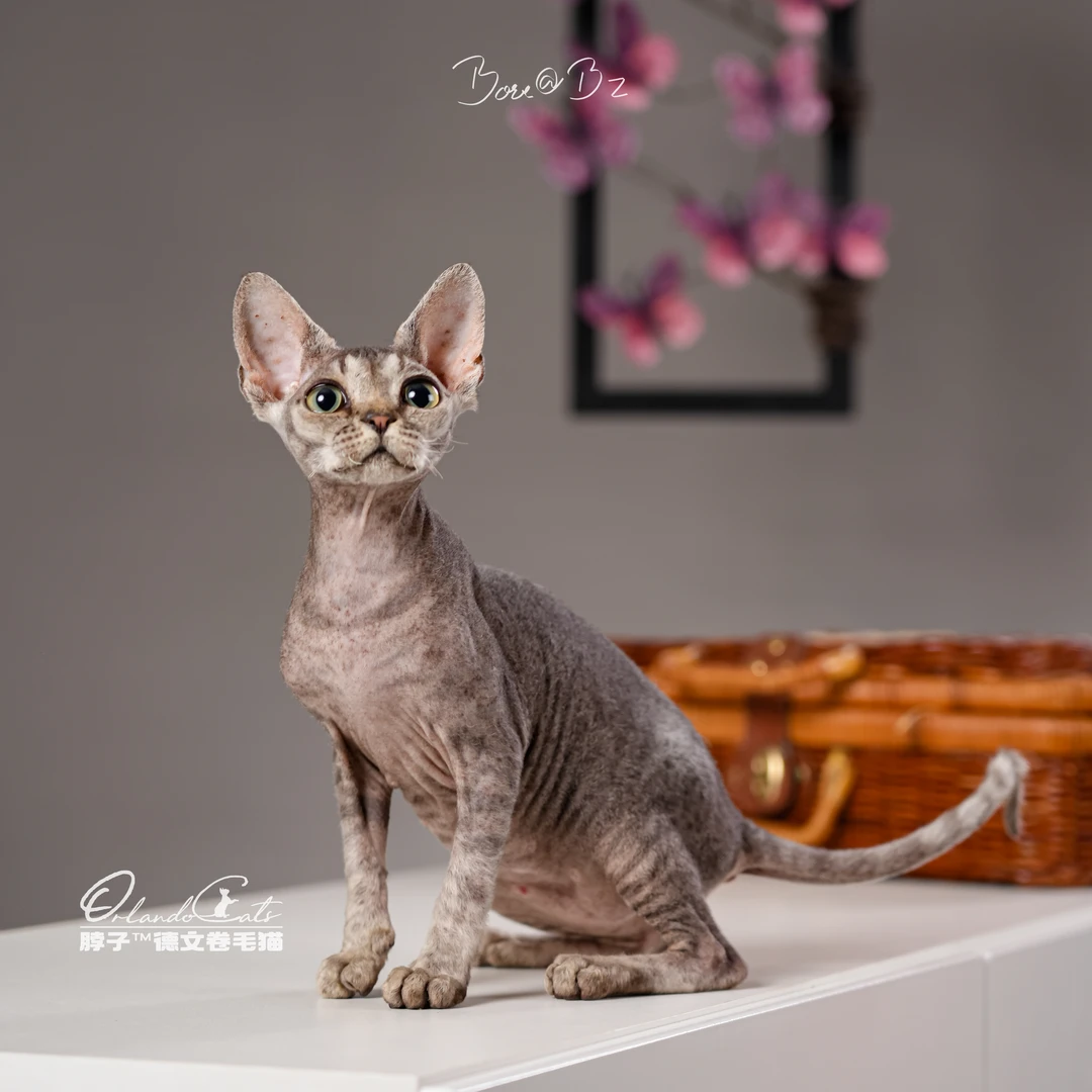 【脖子家】Arvin 棕虎斑弟弟 活体猫咪