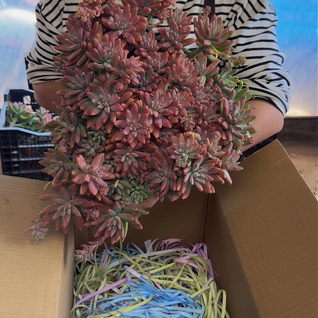 秋丽 一颗 不包损19.88