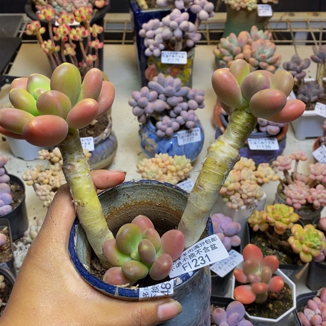 喂**i231金蟾多肉整13c m