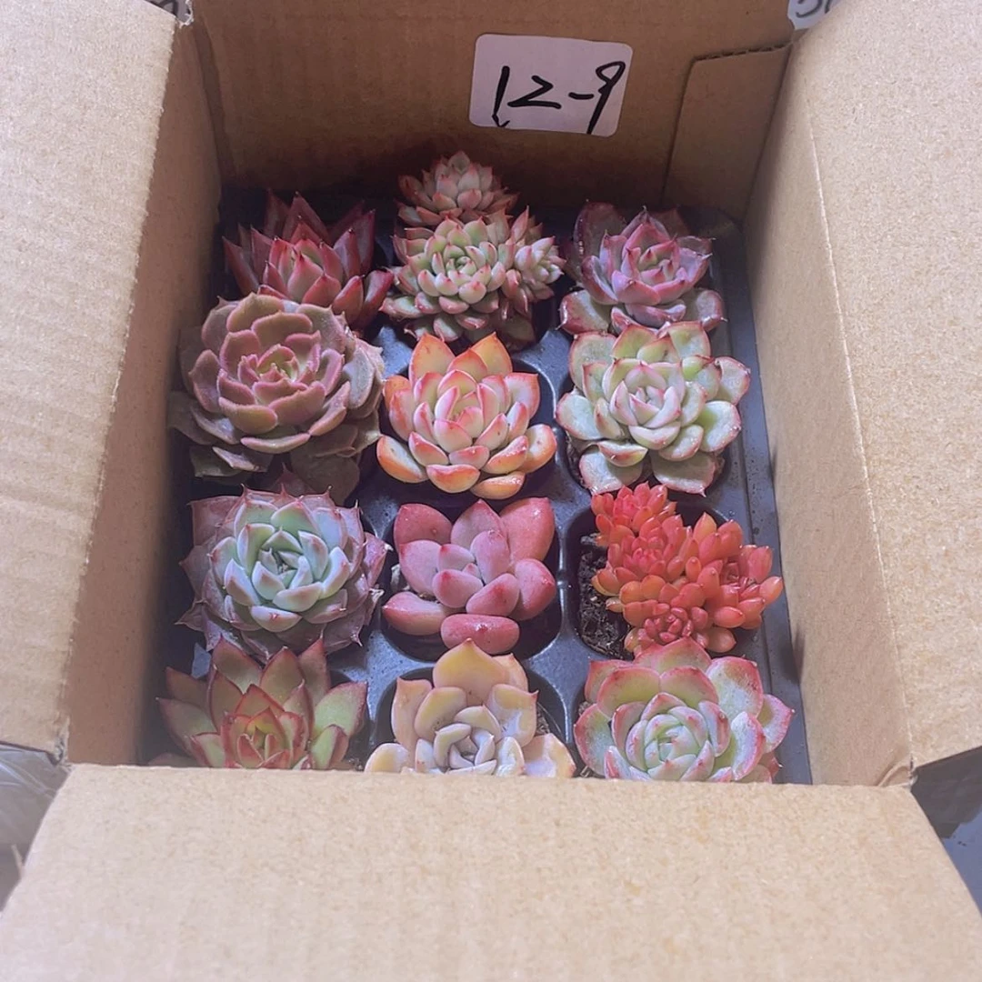 【闪购商品】12颗-9