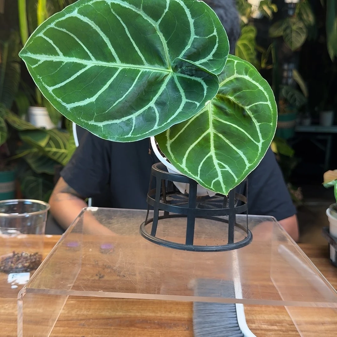 猩***们无花朵一物一拍B906