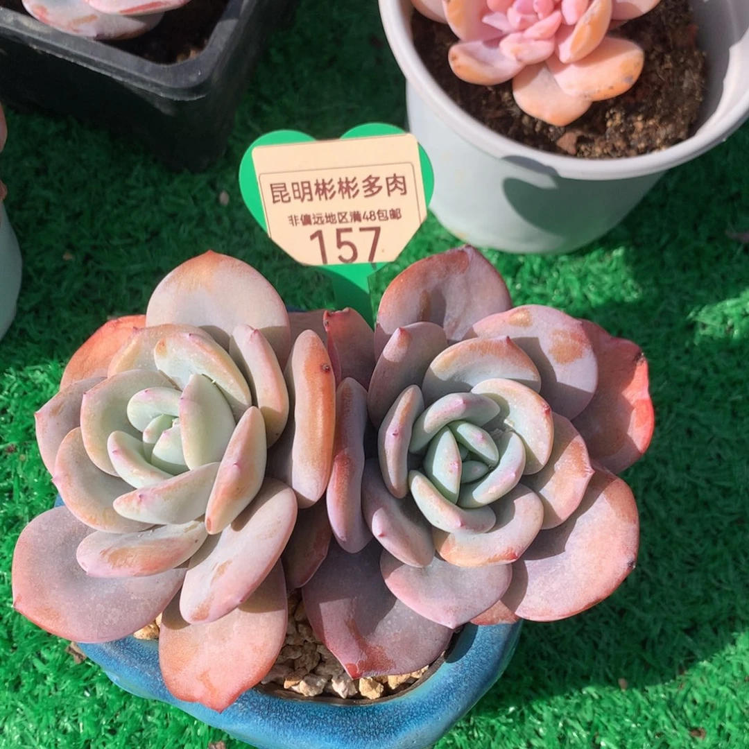 韩版奶茶老桩无砍一物一拍