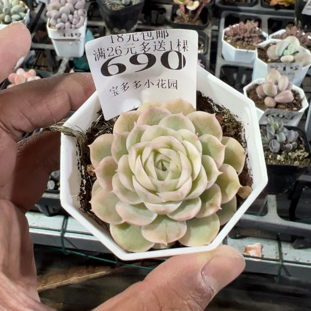 690号昂丝诺腹轮锦一物一拍满18包邮