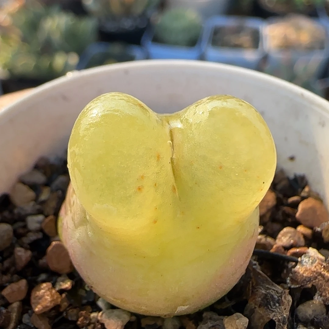 1.9厘米毛多肉植物百科