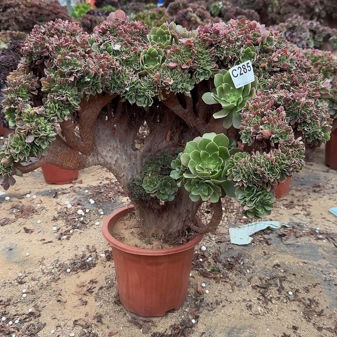 285玫瑰一颗呀呀呀呀