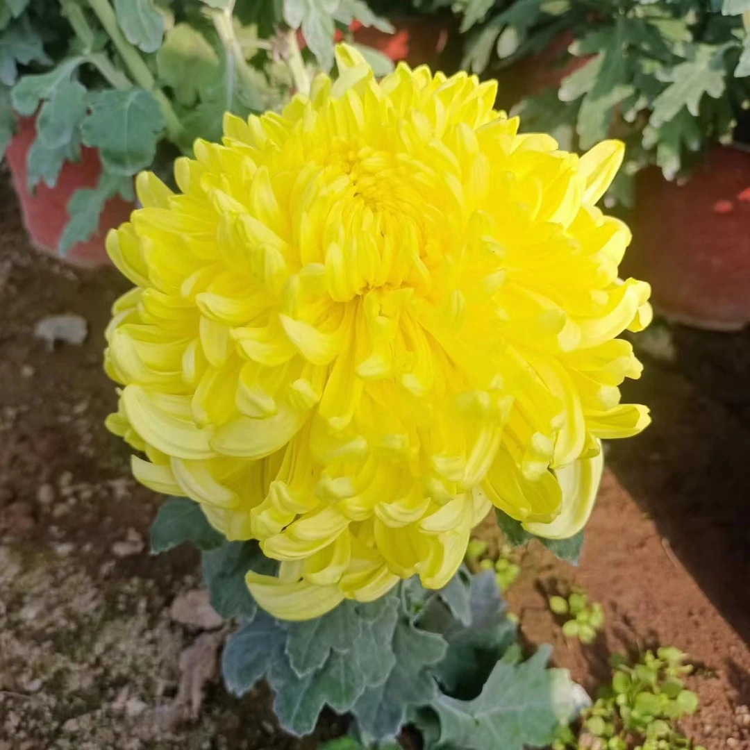 九月菊【大黄球】菊花大苗 阳台庭院