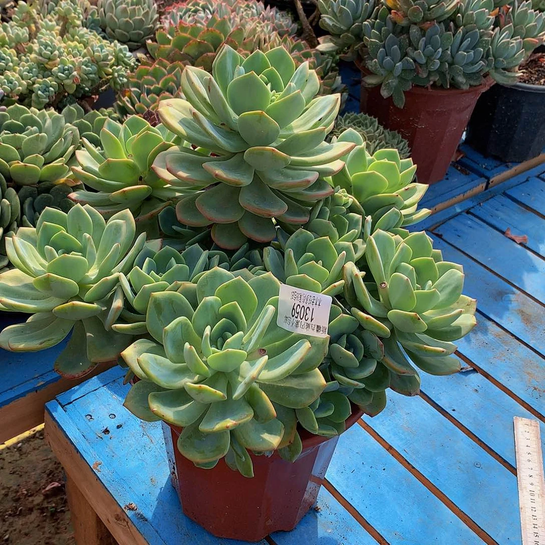 m***i       白月光13059