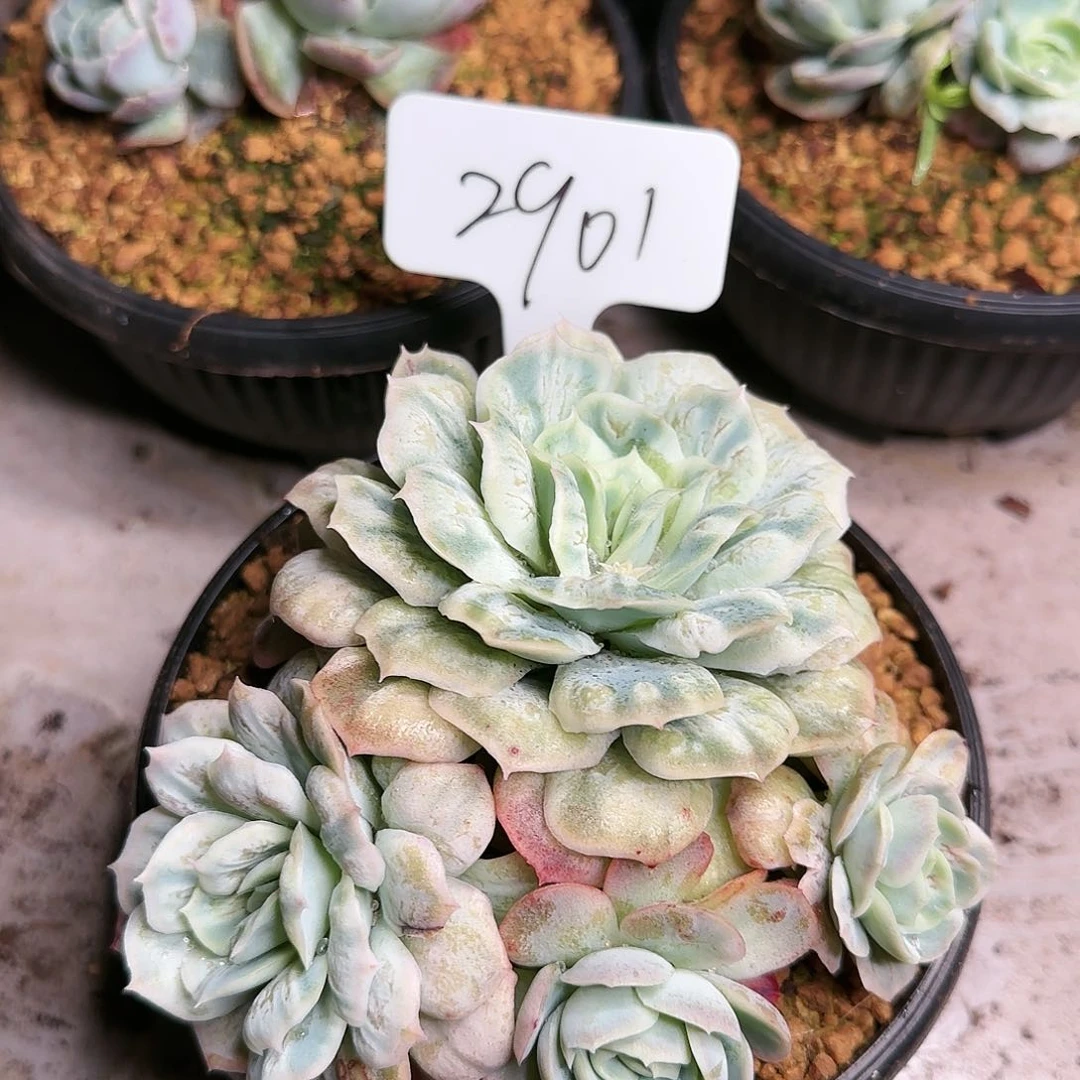 2901号    140     肉