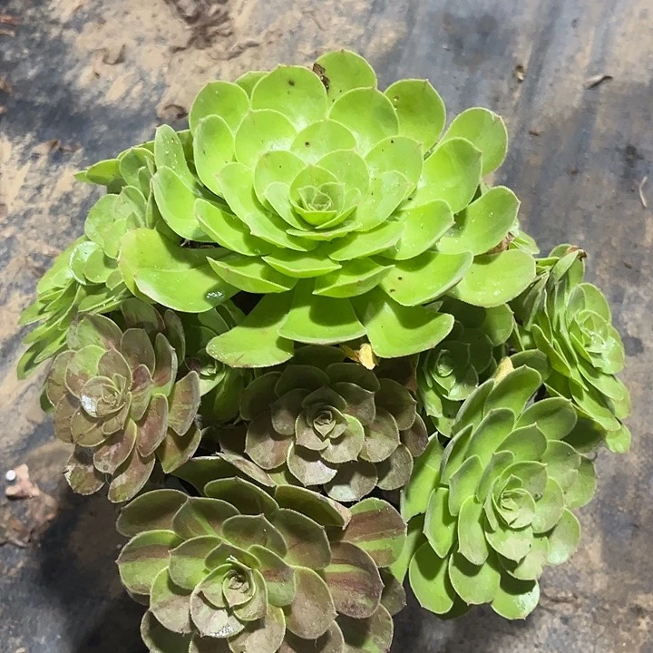 多肉植物法师变异107
