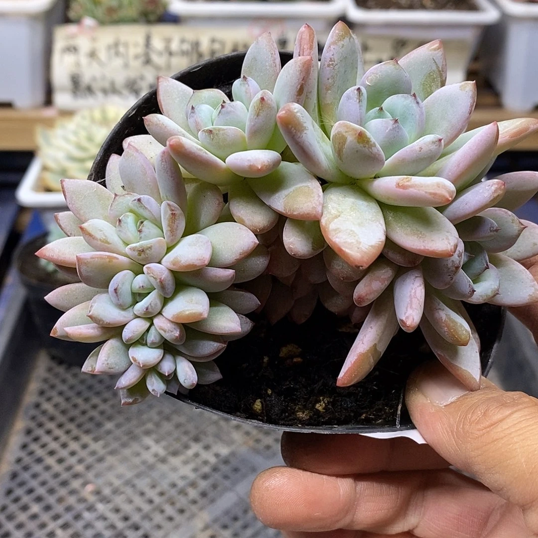 2651 星星雪自然群 7 天后发货