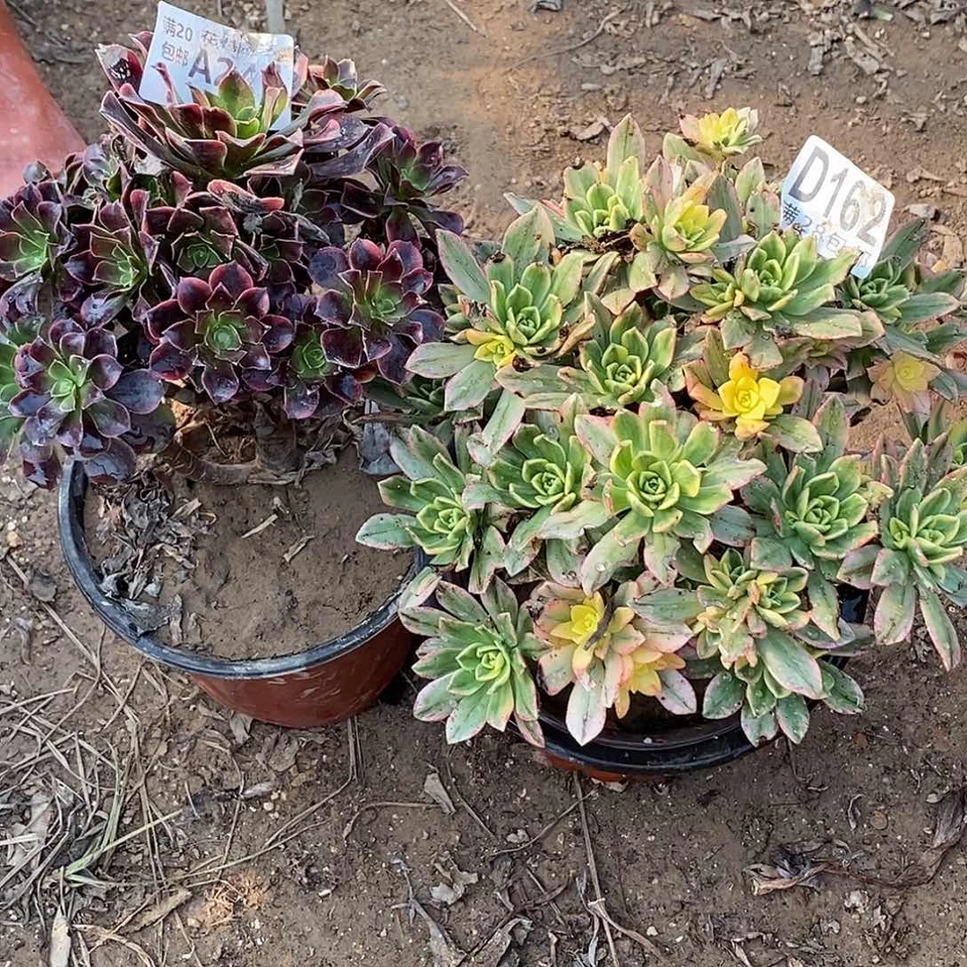 422-162 多肉植物不包断包邮