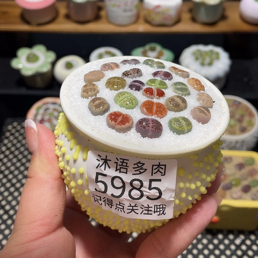 带盆土植物 一物一拍5985