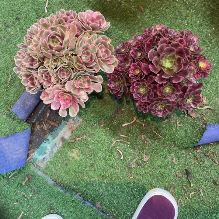 388号两颗法师组合