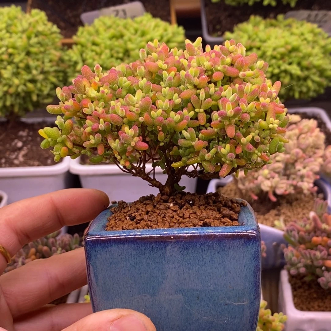 96蜜橘糖球。