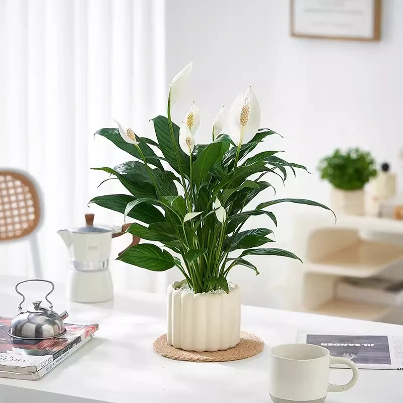 白掌一帆风顺INS小清新办公室内客厅绿植物桌面花卉盆栽净化空气