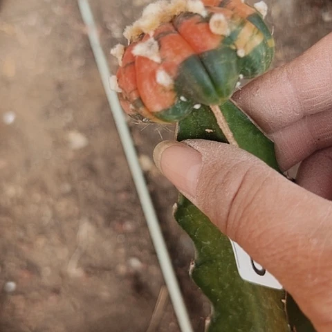 2866枕木无根的仙人球