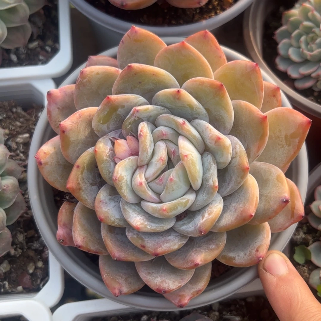 大单头橙梦露多肉植物