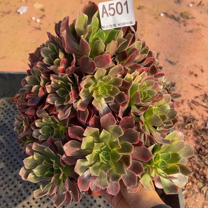 金丝却多肉植物501.