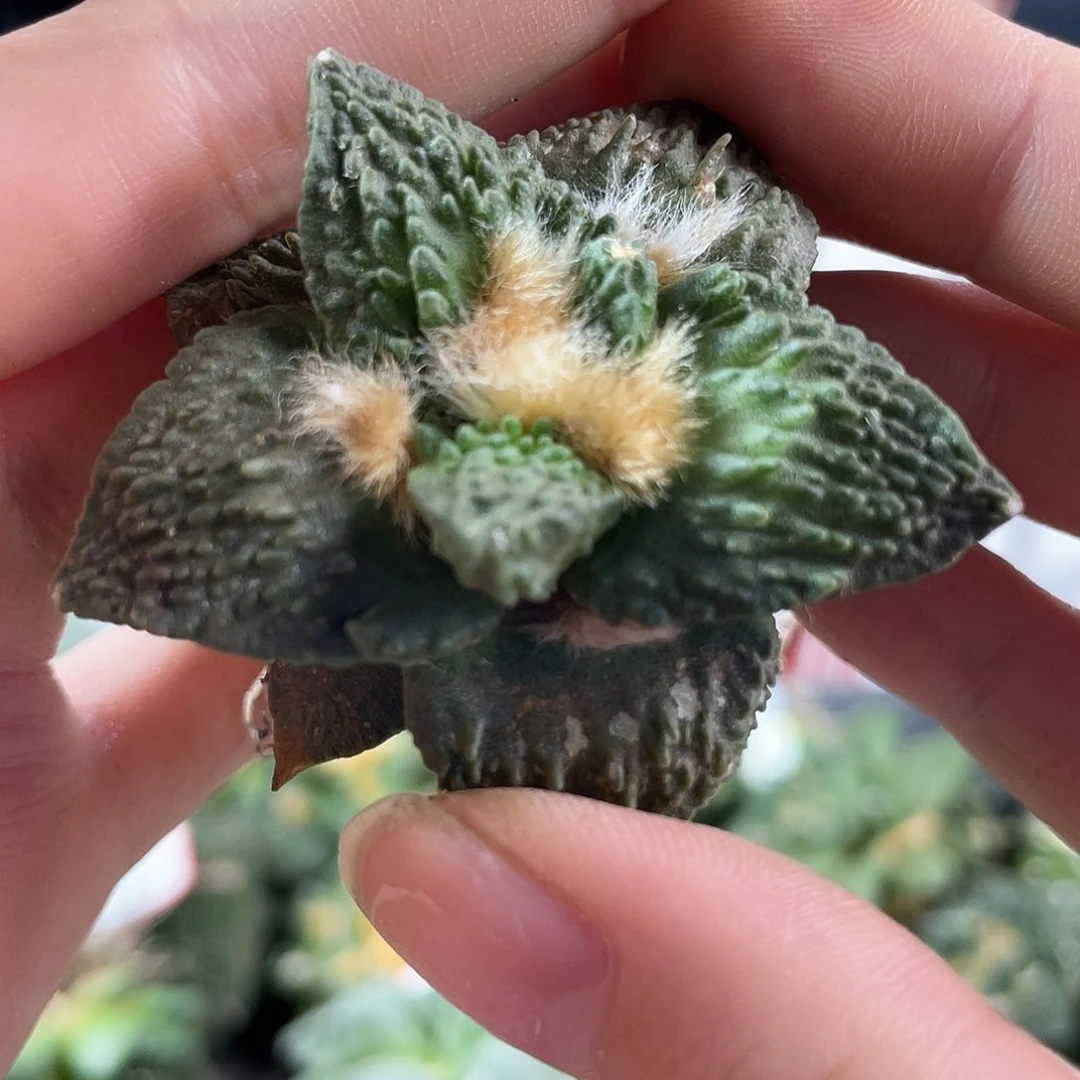 24号5.3cm自根满怒怒涛