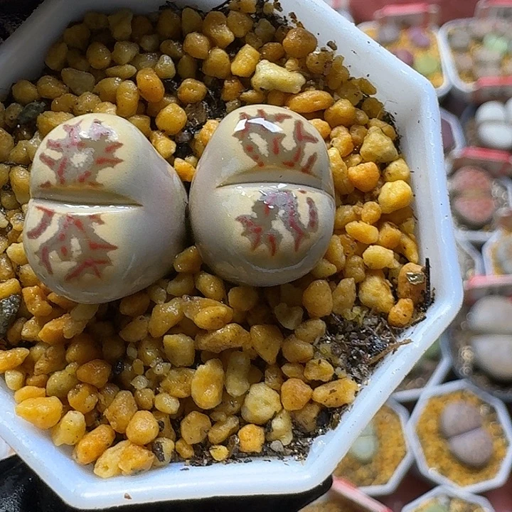 生石花33:：：。  528号