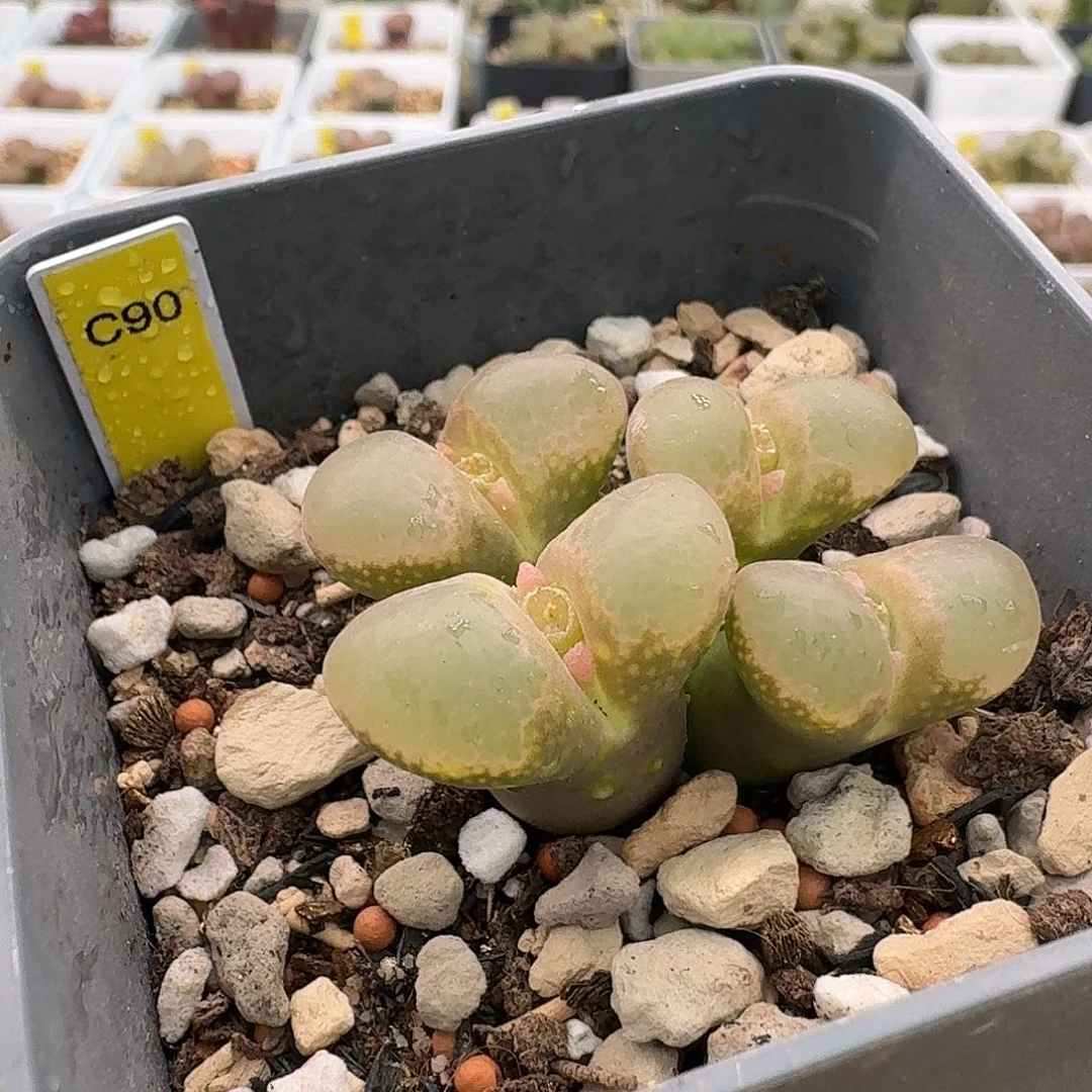 C90大型红风铃4头，脱土发货