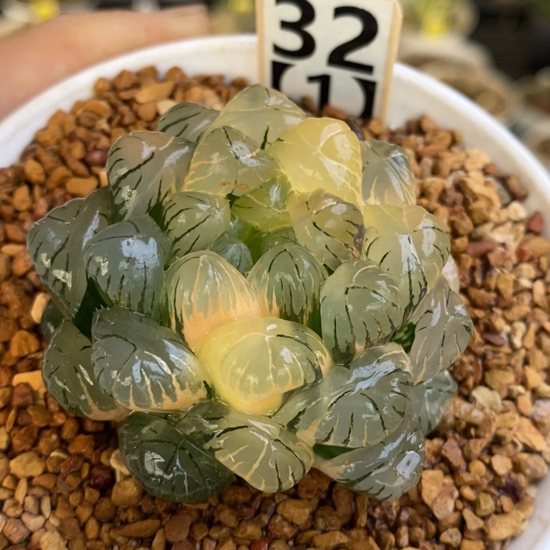 32号湖水玉露锦多肉