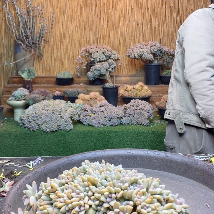 半***院139 号淡雪多肉植物