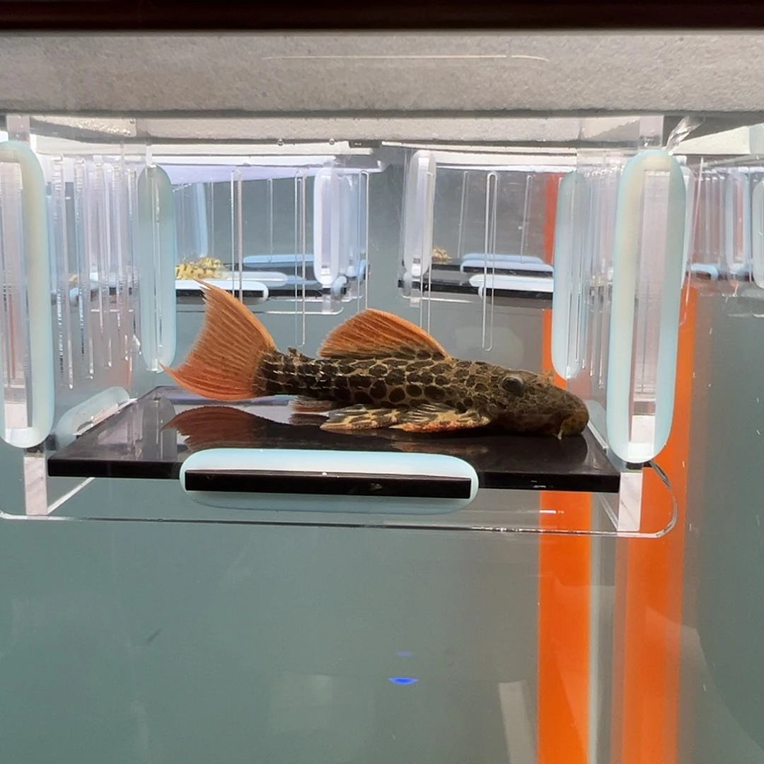 清道夫录完整开箱视频、入缸不包损7.5