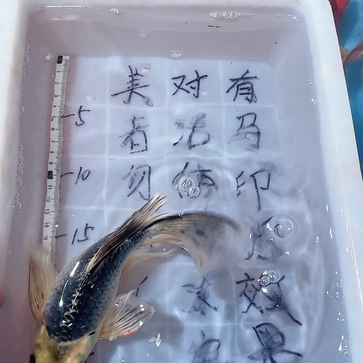 蝴蝶鲤鱼渔场直发83