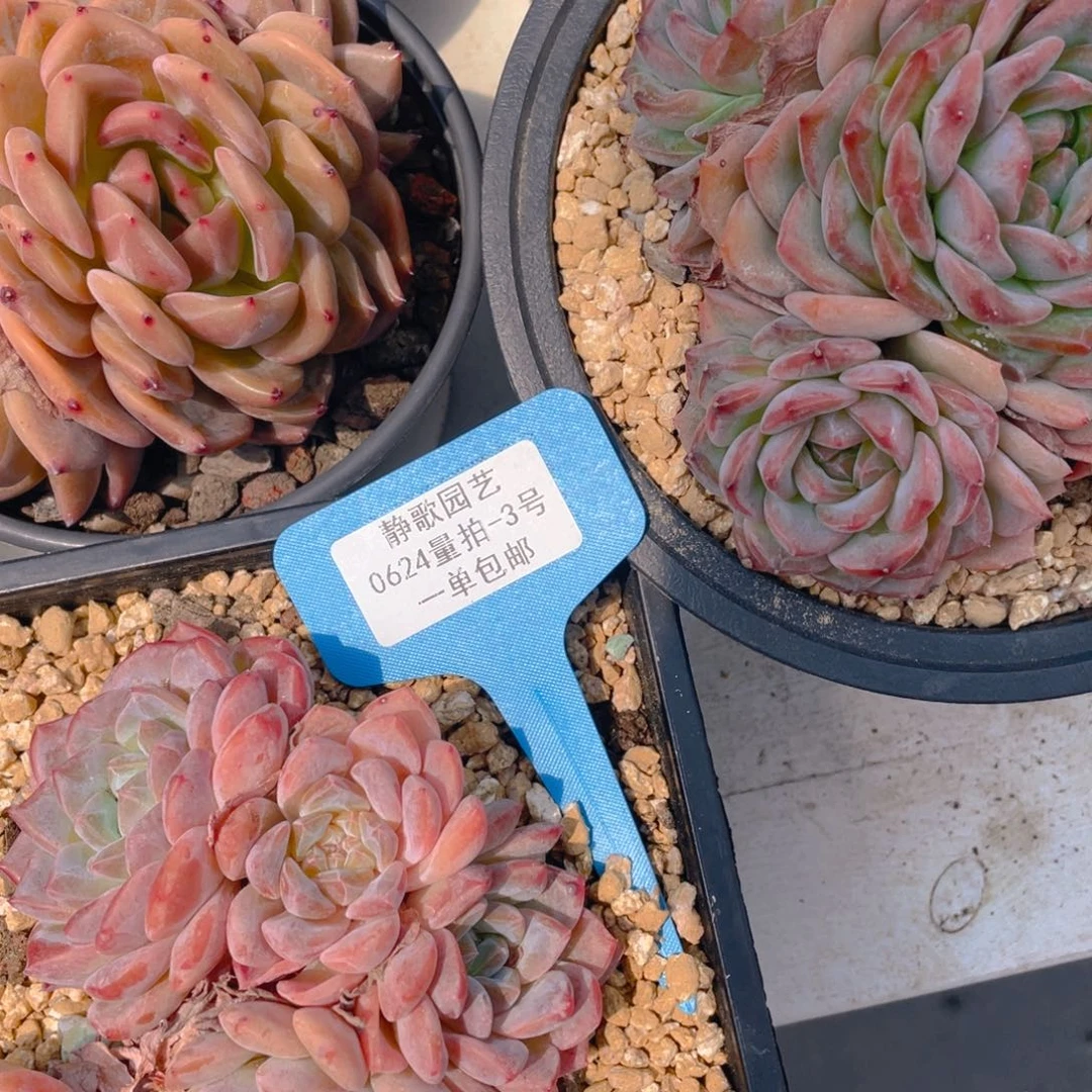 0624-3-棉花糖冰魄大群五头一颗