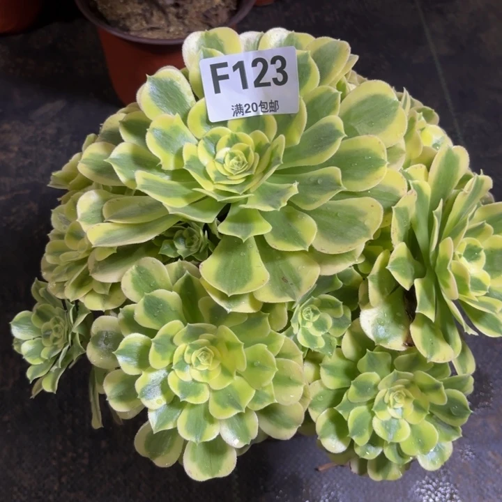 瑞妈多肉植物，123.绿豆沙
