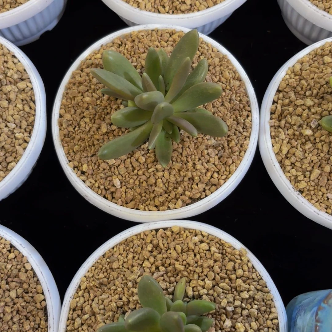 八爪鱼多肉美美哒的