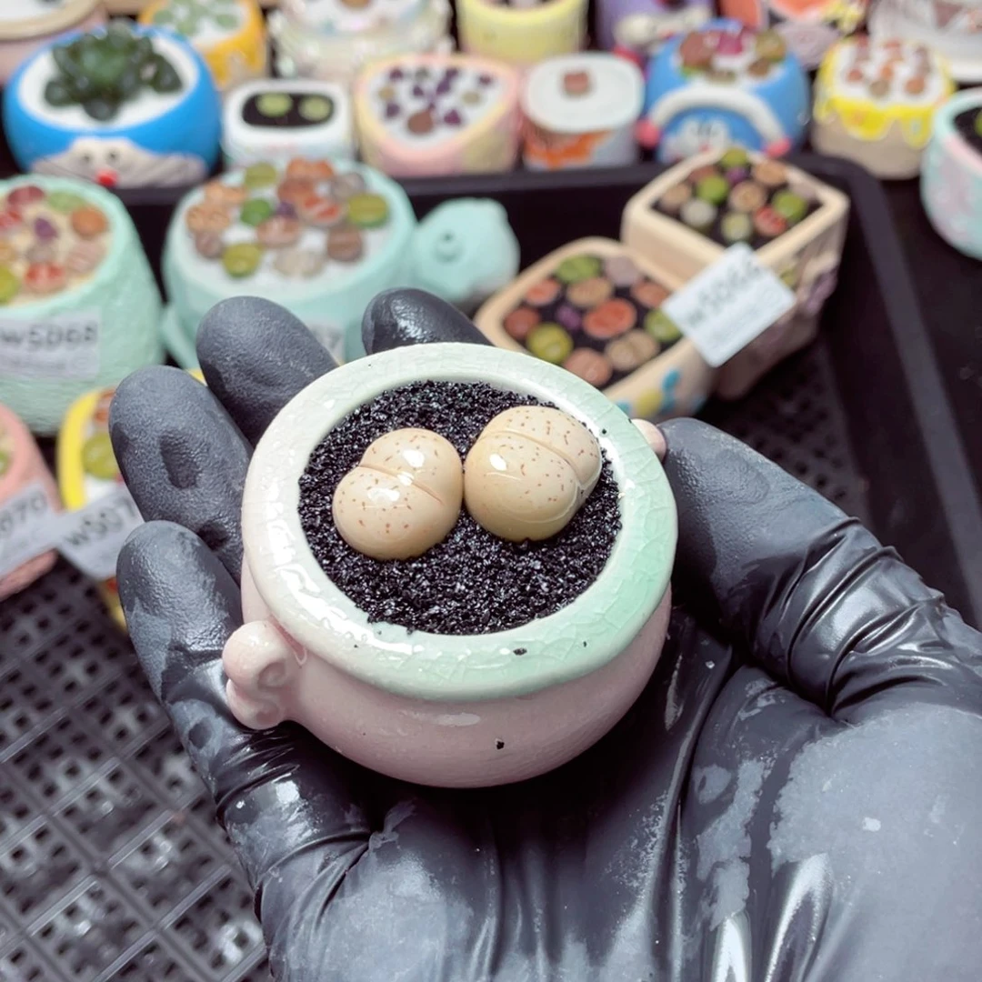 w5072--带盆土发货，零下地区拍保温箱