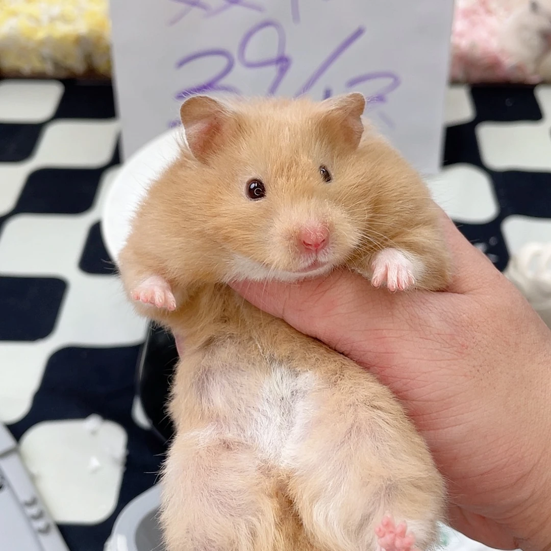 直毛鸽灰mm4月9号生日