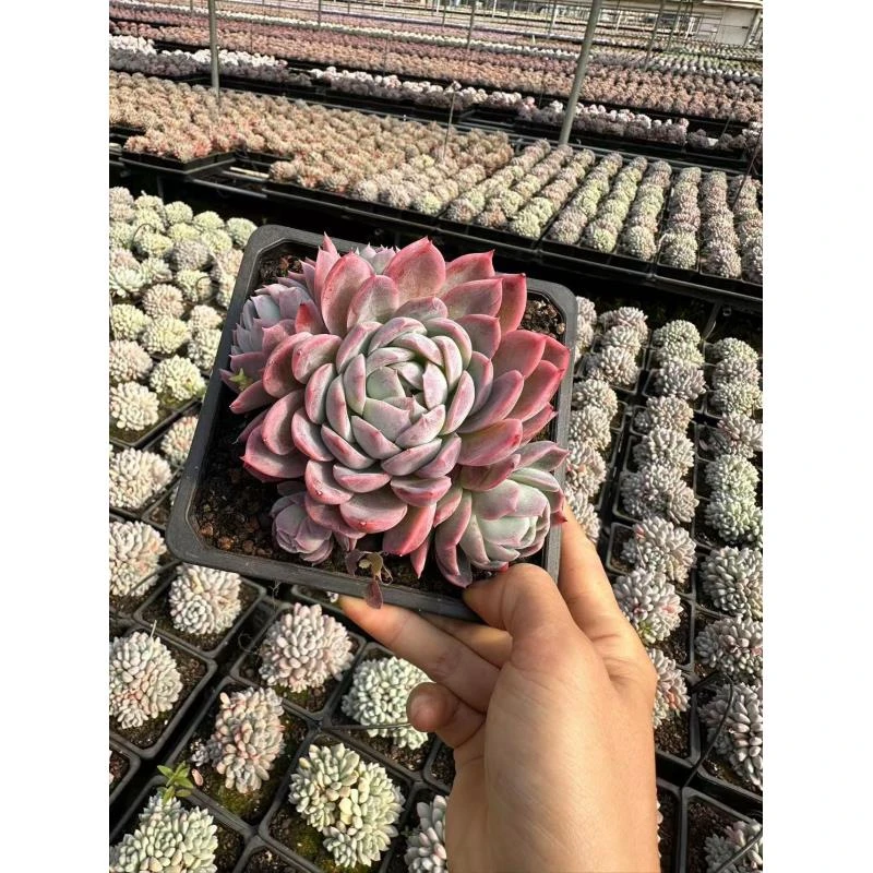 15#龙蛋 多肉植物 前男友精品多肉