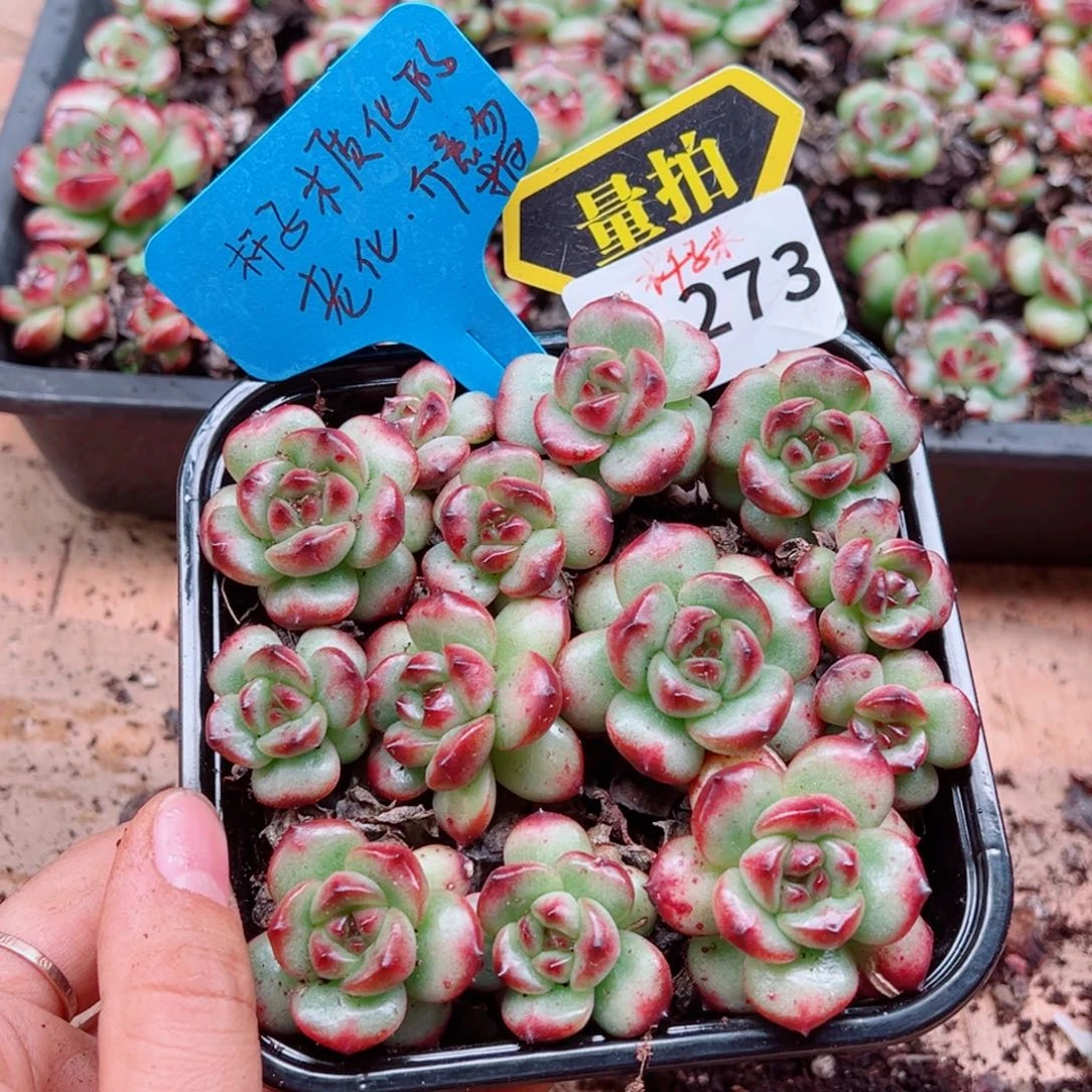 多肉植物多肉植物