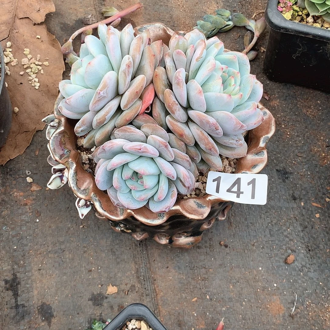 141 一物一拍多肉