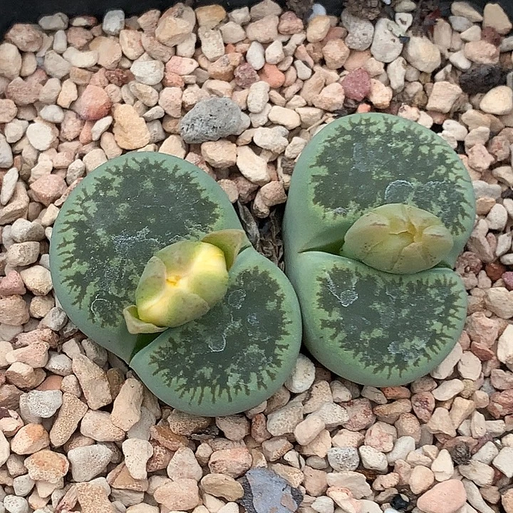 精品多肉植物精品多肉