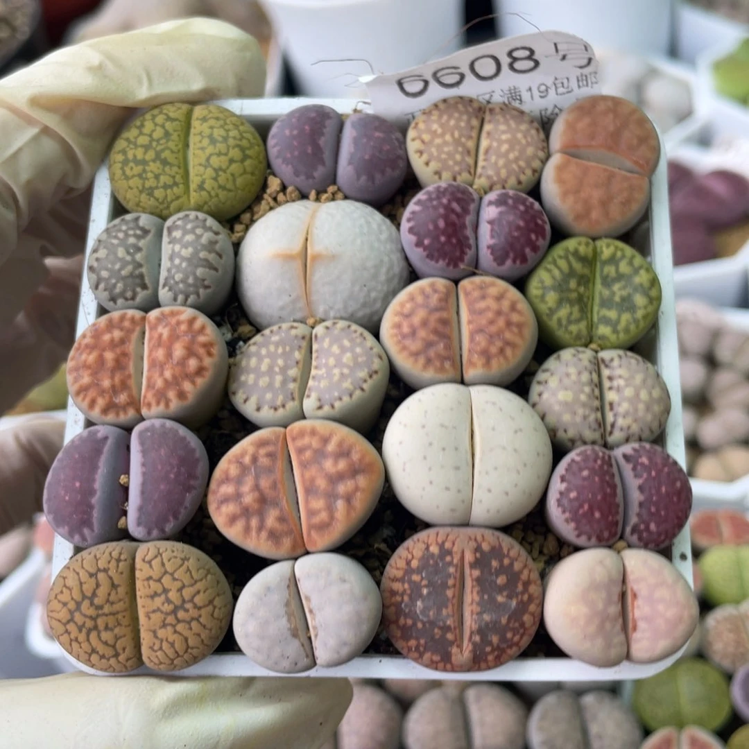 6608，如图一物一拍