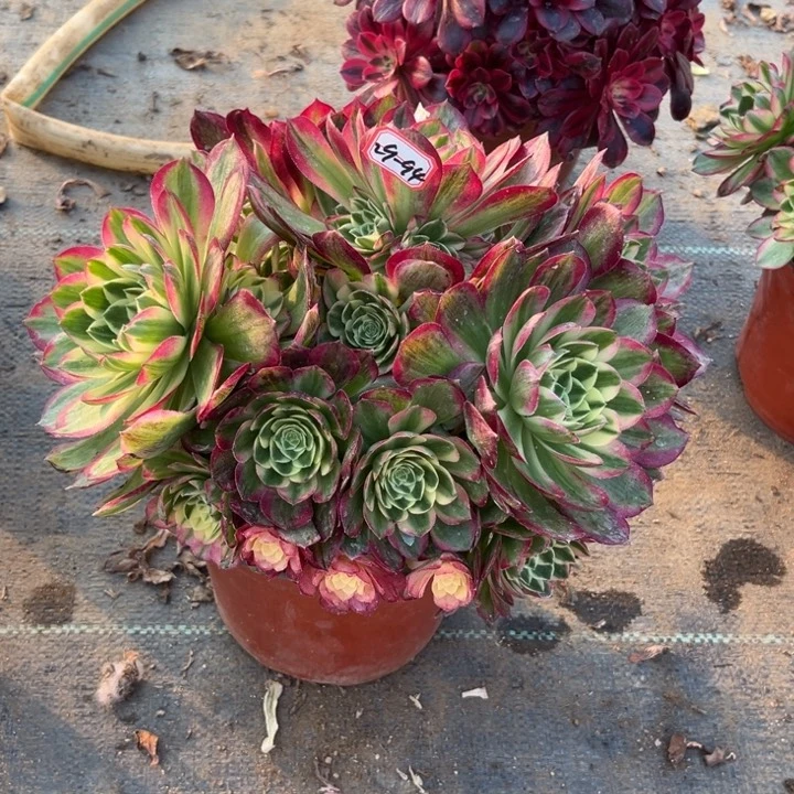 29-94海王不周正处理不售后多肉