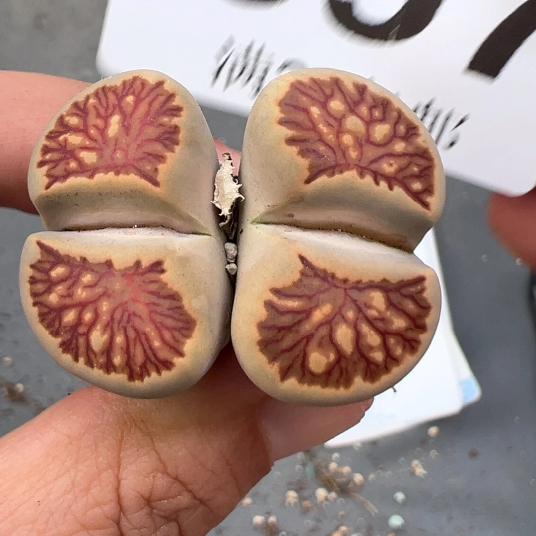 9.12好看的多肉脱土发货597