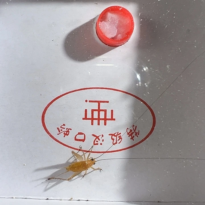 大***声漂亮黑眼睛一只合适