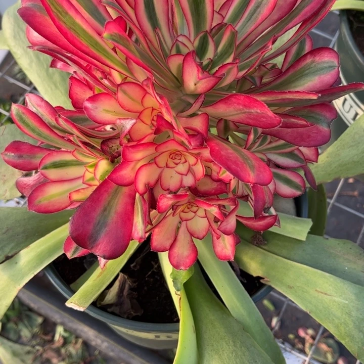 郭***芬不开花植物芬美女的定向链接