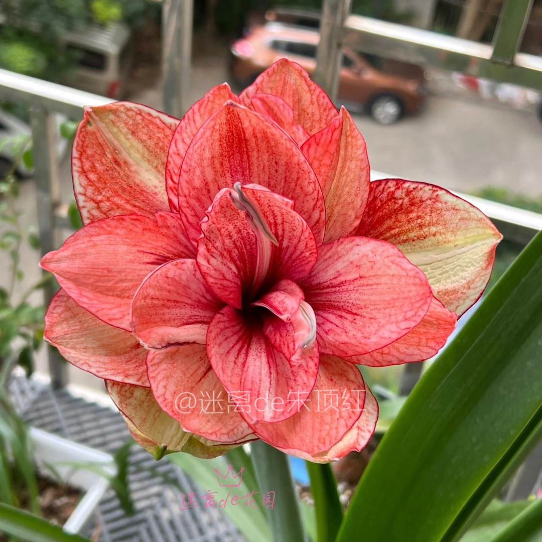 【秋意浓】朱顶红种球 大花重瓣