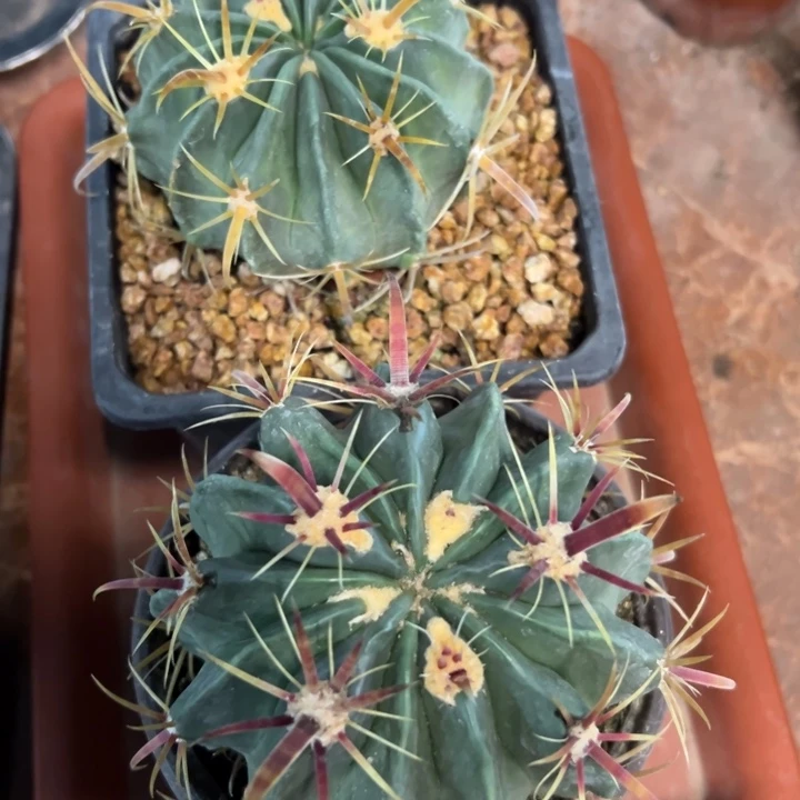 实生红刺，黄刺日出各一颗