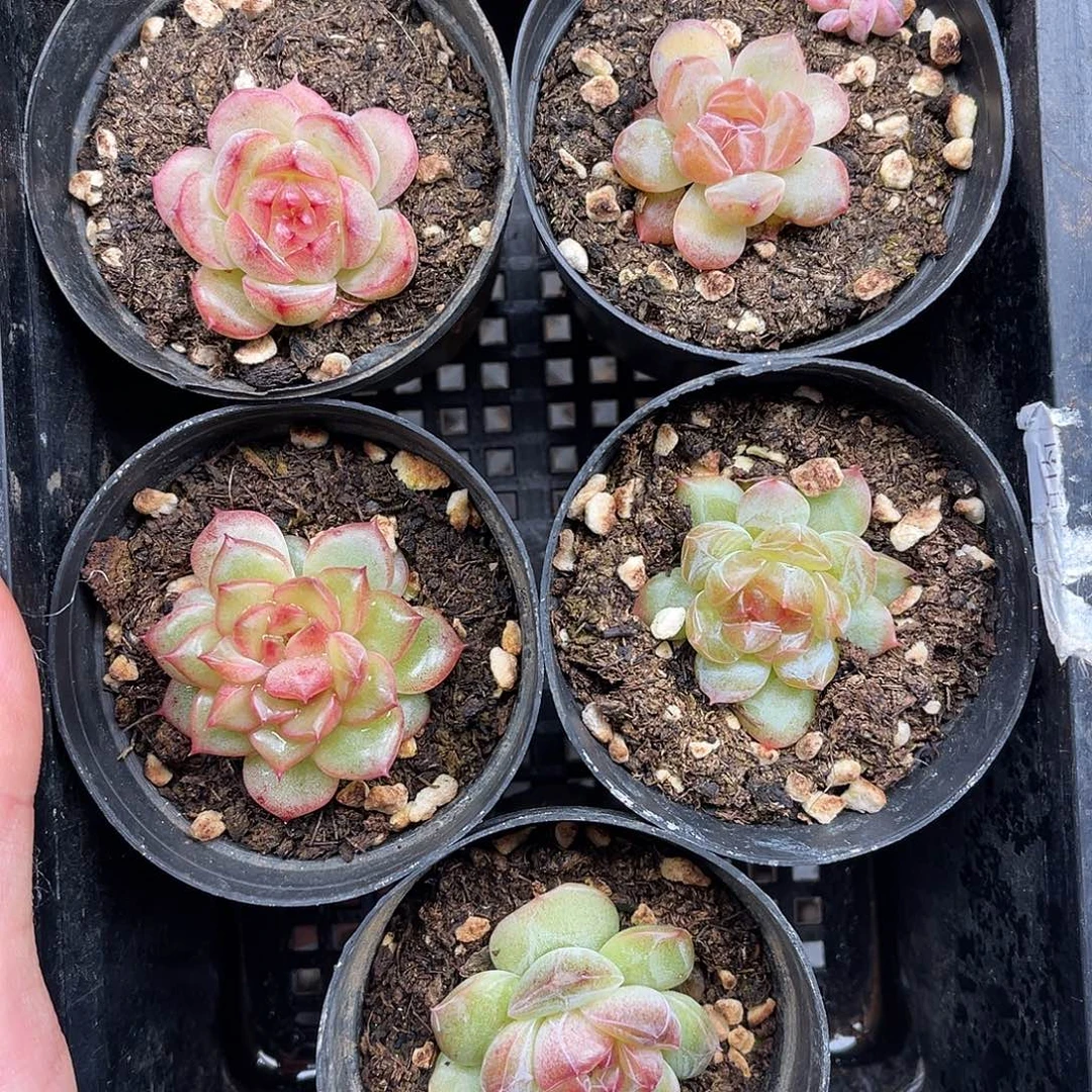 多肉一物一拍15-59